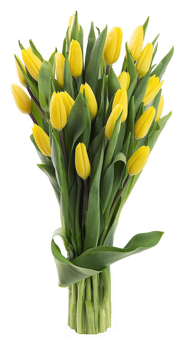 KaBloom PRIME OVERNIGHT DELIVERY - WEDDING COLLECTION - PREMIUM 20 Yellow Tulips. Gift for Birthday, Sympathy, Anniversary, Get 