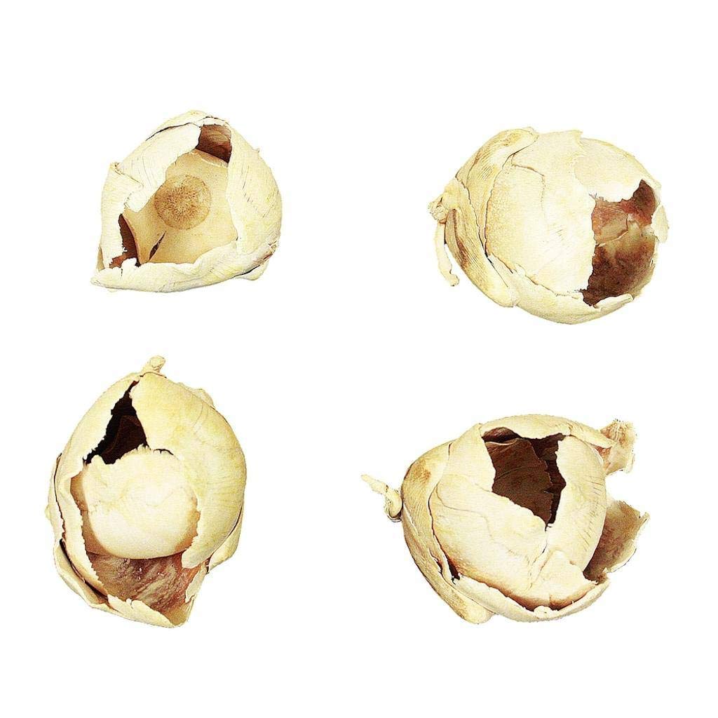 Vickerman 2-3" Bleached Cacho Pod, Bulk Bulk Case, 60 Per Box, Dried