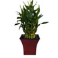 Live Lucky Bamboo Plant in Red Vase, 2 Tiers, 6'' and 4'' Stalks