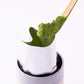 IPPODO TEA CO. Ummon Matcha - Rich & Robust Green Tea Powder - 20g (0.7 Oz) - Kyoto Since 1717