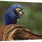 Hyacinth Macaw Eating Piassava Palm Nuts, Cerrado, Brazil-Canvas Art-30''X20''