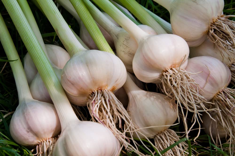 Fresh Garlic Cloves For Planting - Easy To Grow Your Own Food (5 Cloves)