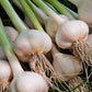 Fresh Garlic Cloves For Planting - Easy To Grow Your Own Food (50 Cloves)