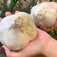 Elephant Garlic. Grown In California. 2 Huge Bulbs. Delicious Milder, Mellower Flavor. Great For Cooking, Eating And Planting. G