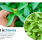 Generic Green Stevia Powder Natural Sweetener, 16 Ounces, Zero Calories, Non-GMO, Raw, No Preservatives