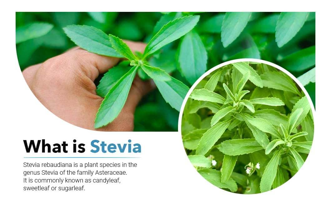Generic Green Stevia Powder Natural Sweetener, 16 Ounces, Zero Calories, Non-GMO, Raw, No Preservatives