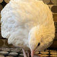 Generic Jumbo XXL White Coturnix Quail Fertile Hatching Eggs - 30 Pack