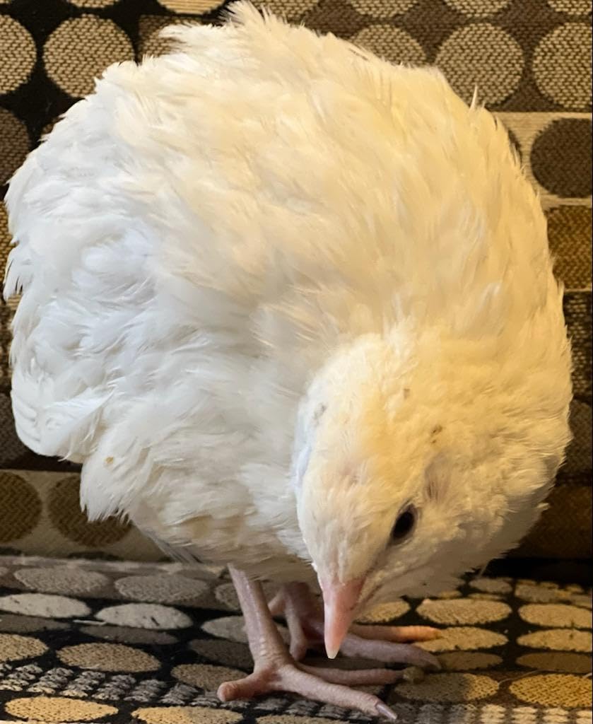Generic Jumbo XXL White Coturnix Quail Fertile Hatching Eggs - 30 Pack