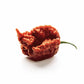 Unpretentious Whole Dried Carolina Reaper Chiles, Extremely Spicy Chiles, Hot Sauce (50 Count)