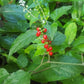 Jamaican Dog Blood Herb (Fertility Bush) Rivina Humilis