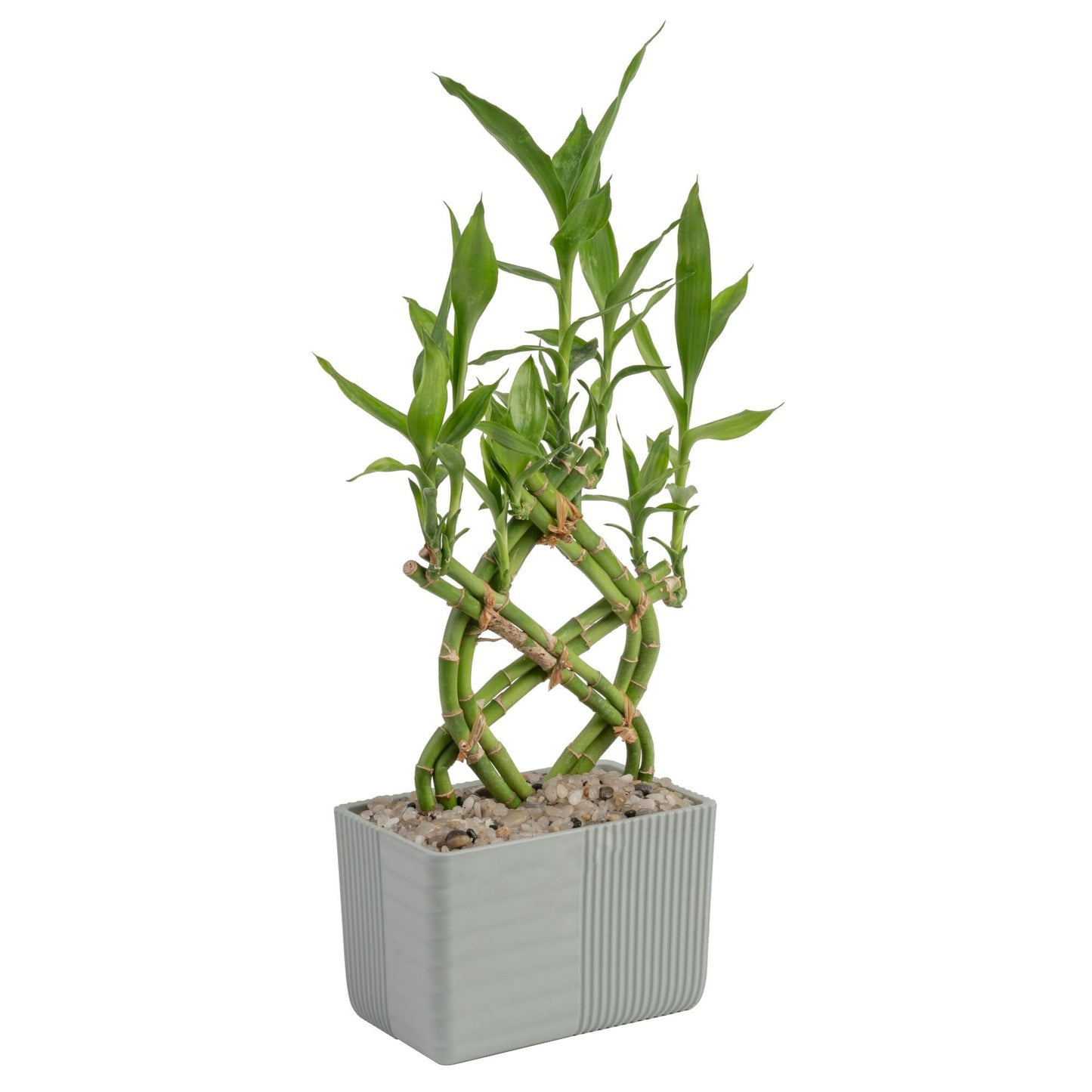 Costa Farms Lucky Bamboo Plant, Easy to Grow Live Houseplant in Indoor Bamboo Pot, Potting Mix, Growers Choice, Birthday Gift, Home, Office, Plant Shelf Zen Room Decor, 12-Inches Tall