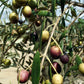 Georgia Olive Farms Extra Virgin Olive Oil, 16.9 Fz