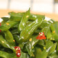 ZAYEMAIBUHAO Instant Cold Salad Sea  200g - Spicy and Fragrant Sea Lettuce (???)
