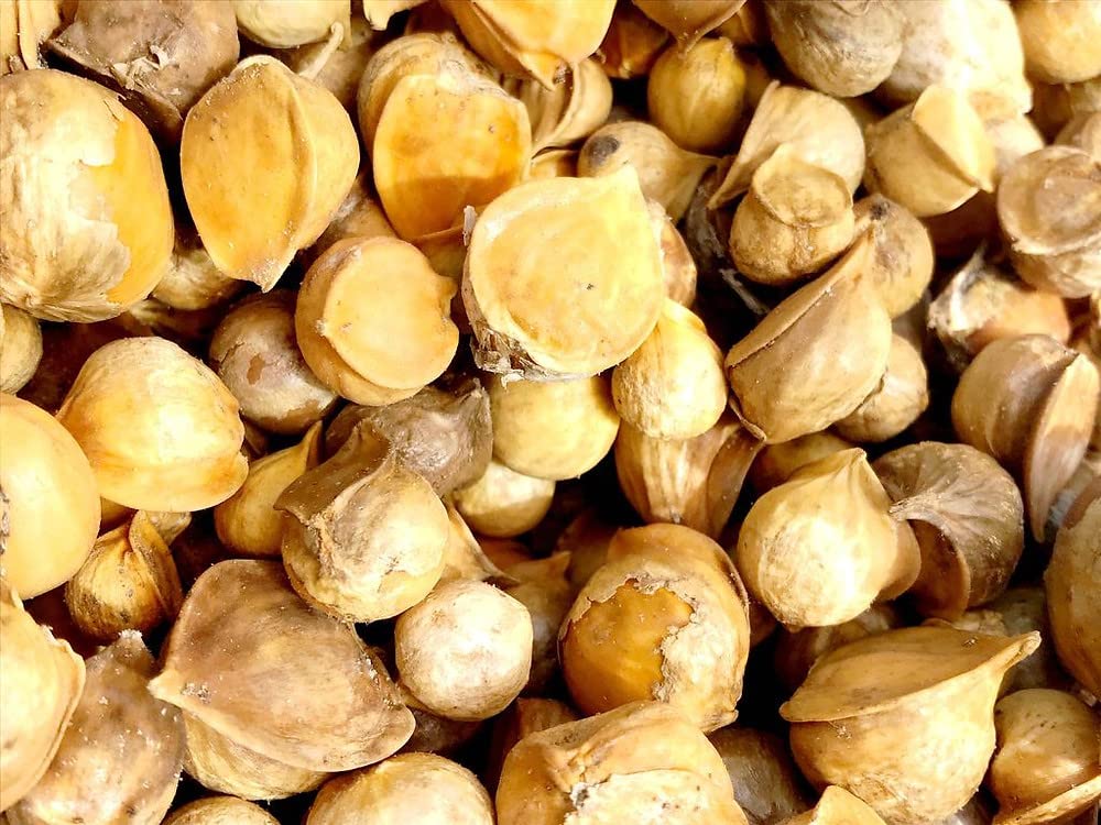 YERBERO Japanese Garlic - 400+ Premium Quality Garlic Cloves, 1 lb Resealable Bag, All Natural