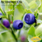 Gerbs Dried Blueberries 4 lbs. | Unsulfured, No Additives, Resealable Bag | Naturally Sweet & Tart | Top 14 Allergen-Free