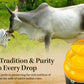 Tdn Farm Fresh A2 Ghee - 1L Glass Bottle, Nddb A2 Lab Certified, A2 Cow Desi Ghee, A2 Ghee Bilona Method, A2 Organic Cow Ghee, Grassfed, Cultured Enhanced Ghee, Curd Churned A2 Ghee