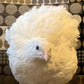 Generic Jumbo XXL White Coturnix Quail Fertile Hatching Eggs - 30 Pack