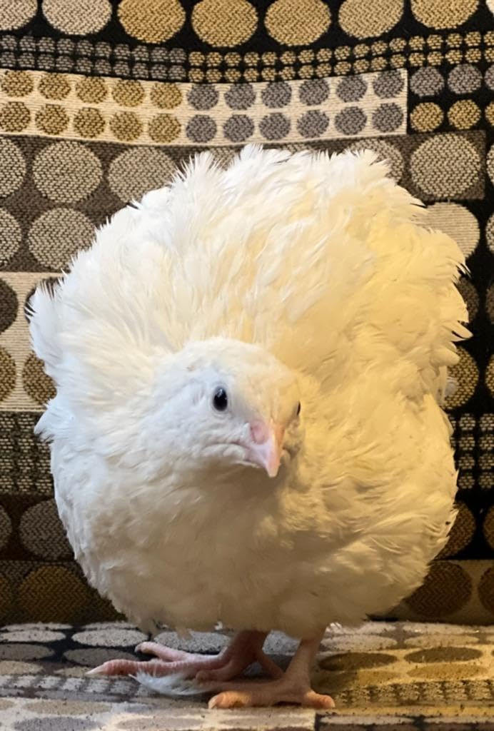 Generic Jumbo XXL White Coturnix Quail Fertile Hatching Eggs - 30 Pack