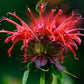 Wild Bergamot Petals - Pure, Dried, Natural Scarlet Beebalm Petals (Monarda Didyma) - Net Weight: 0.1Oz/3G - Edible, Extremely R