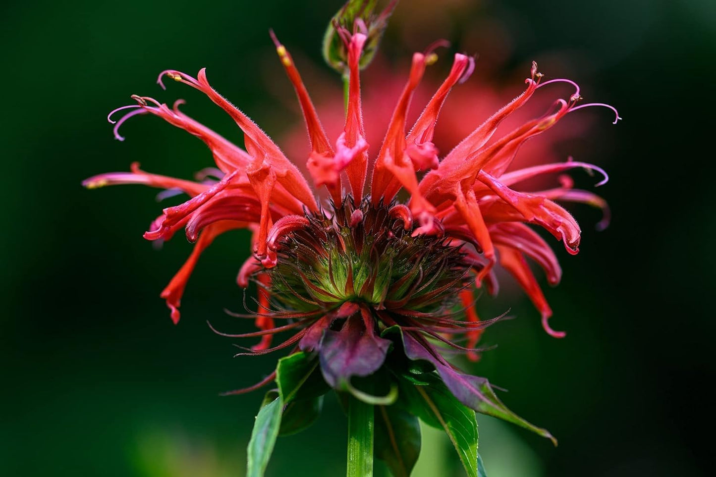 Wild Bergamot Petals - Pure, Dried, Natural Scarlet Beebalm Petals (Monarda Didyma) - Net Weight: 0.1Oz/3G - Edible, Extremely R
