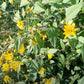 Kejora Fresh Jerusalem Artichokes (Sunchokes Or Sunroot) For Planting Or Eating - 4 Pounds Ship Fedex 2Nd Day Air