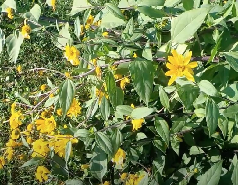 Kejora Fresh Jerusalem Artichokes (Sunchokes Or Sunroot) For Planting Or Eating - 4 Pounds Ship Fedex 2Nd Day Air