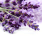 Olivenation Premium Lavender Extract From Natural Flavors, Light Floral Flavoring For Baked Goods, Beverages, Sauces, Non-Gmo, Kosher, Vegan - 8 Oz