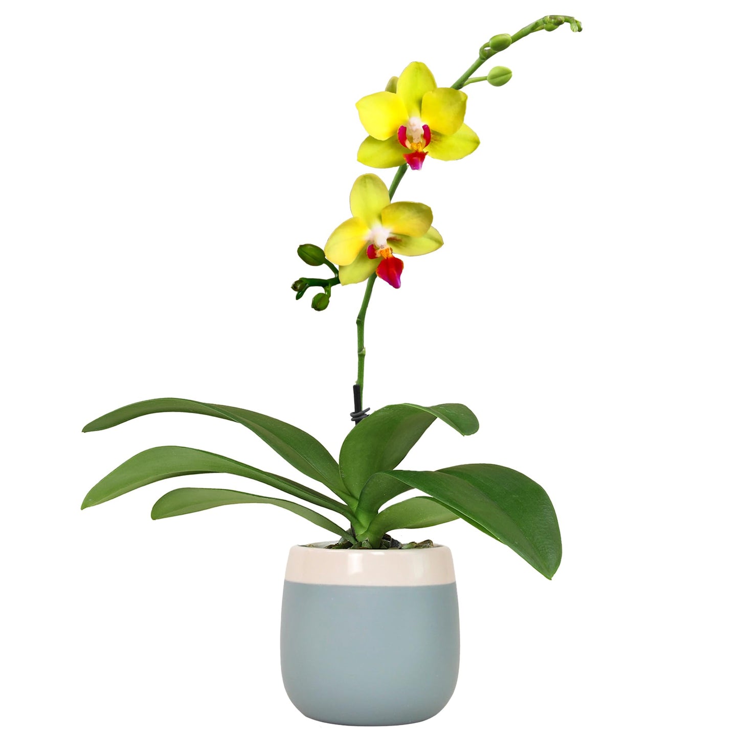 Enhanced Yellow Live Orchid Plant Blooming In 3.5 Blue & White Orchid Pot, Live Plants, Houseplant Gifts, Approx. 16 Tall, Pet Friendly Houseplants, Phalaenopsis Moth Flower By Plants For Pets