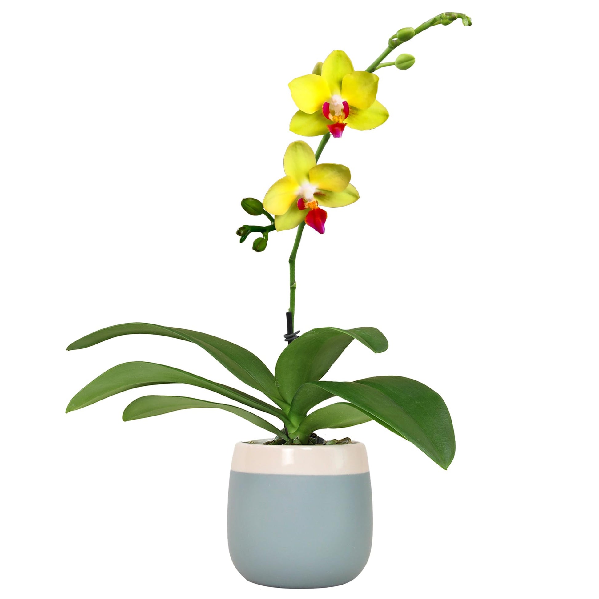 Enhanced Yellow Live Orchid Plant Blooming In 3.5 Blue & White Orchid Pot, Live Plants, Houseplant Gifts, Approx. 16 Tall, Pet Friendly Houseplants, Phalaenopsis Moth Flower By Plants For Pets