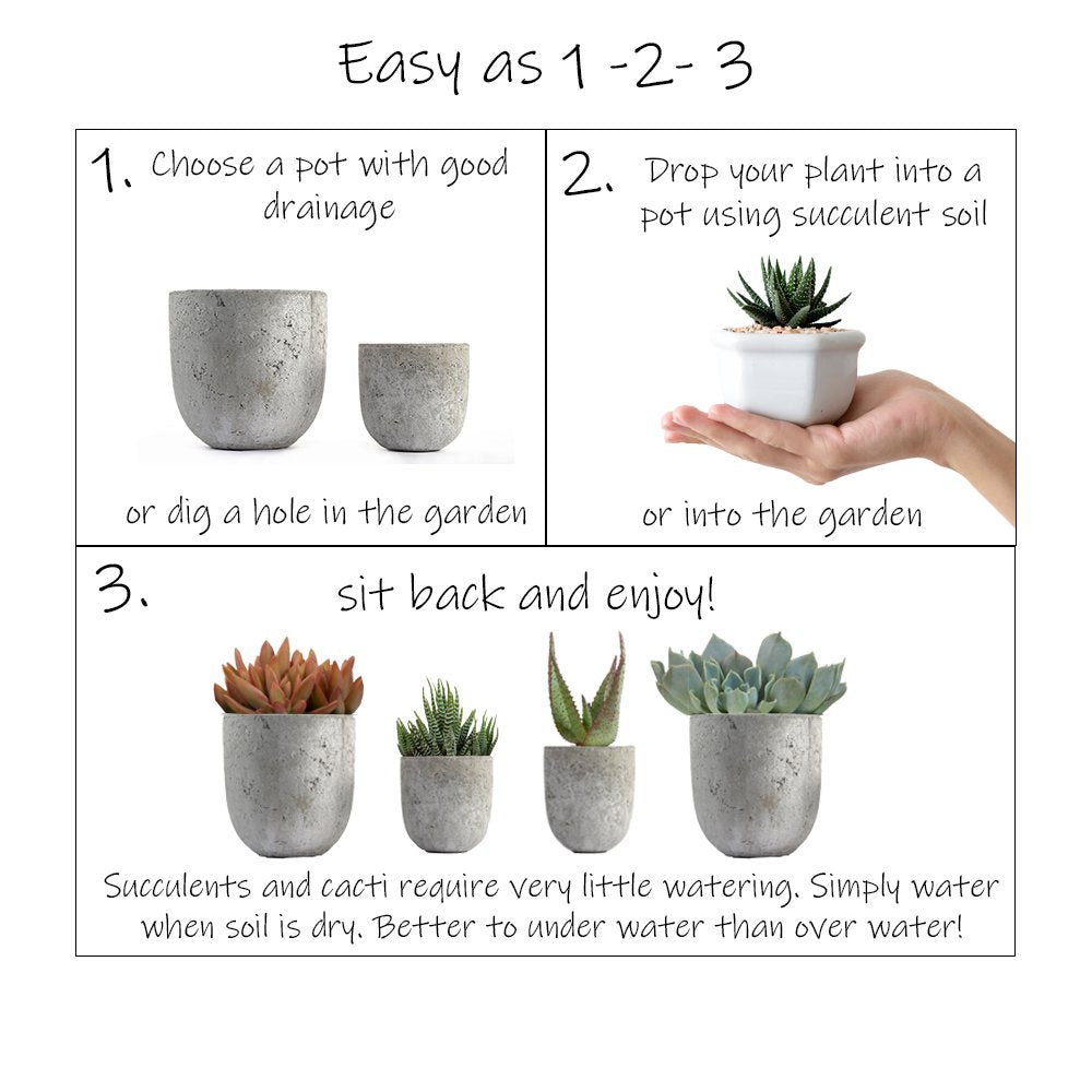 Altman Plants, Assorted Succulents Plants Live Houseplants (4Pk), Succulent Plants Home Office Plants Live Indoor Plants, Live P