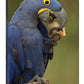Hyacinth Macaw In Cerrado Habitat Eating Piassava Palm Nuts, Brazil-Canvas Art-24''X36''