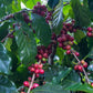 Smokin Beans 5-Pound Unroasted Green Arabica Coffee Beans, Specialty Grade, Roast at Home, 80 Ounce