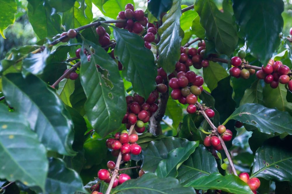 Smokin Beans 5-Pound Unroasted Green Arabica Coffee Beans, Specialty Grade, Roast at Home, 80 Ounce