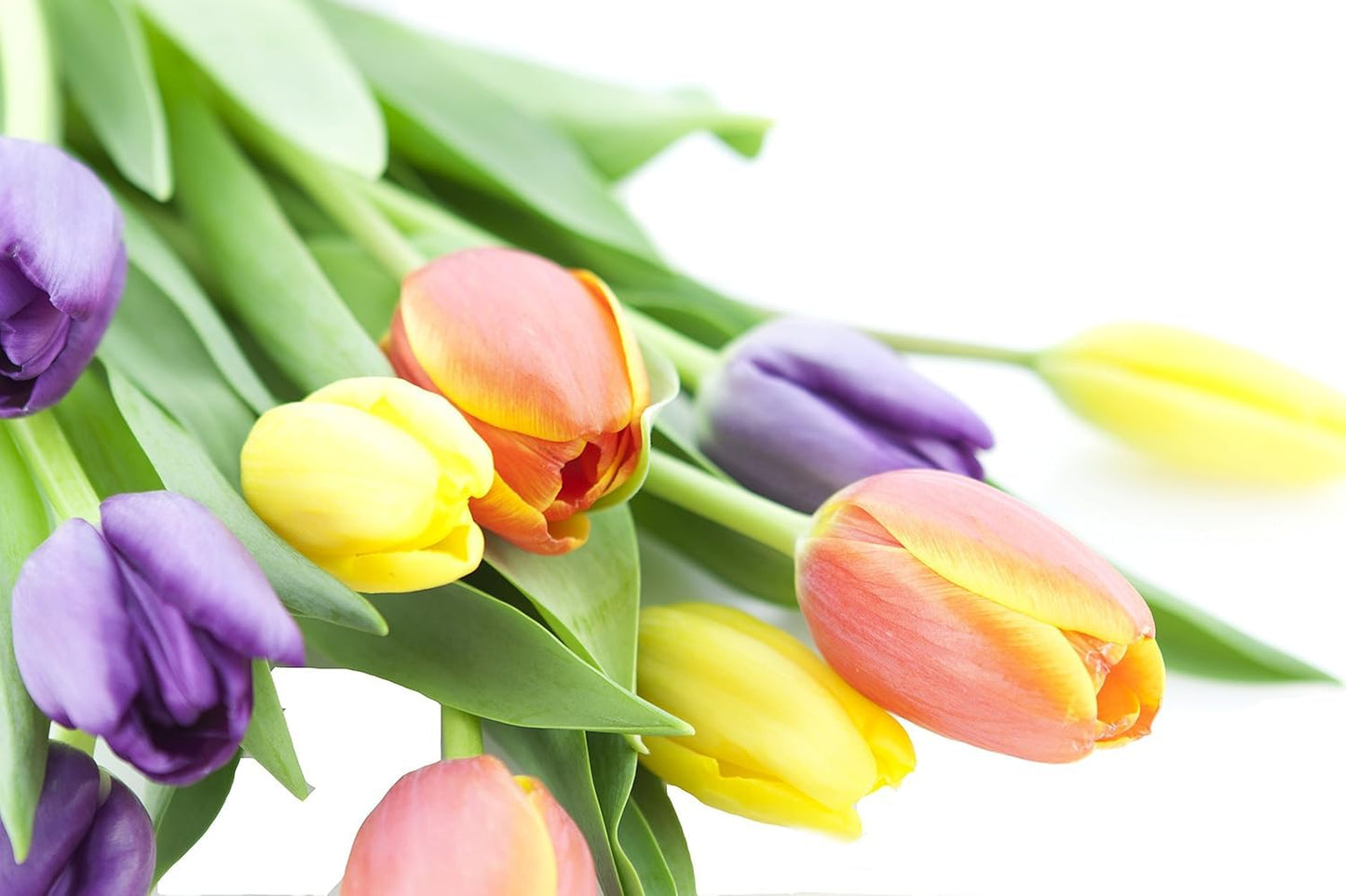 Kabloom Flowers -Valentine'S Day Collection - 10 Assorted Tulips Without Vase, Gift For Birthday, Sympathy, Anniversary, Get Wel