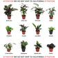 CoollectivePlants Calathea Assorted - Live Calathea Plants in 4 Growers Pots (6 Pack)