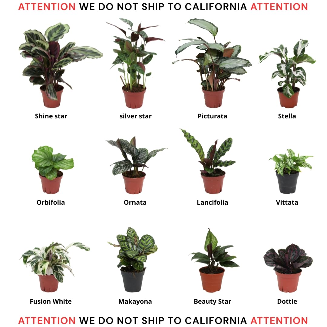CoollectivePlants Calathea Assorted - Live Calathea Plants in 4 Growers Pots (6 Pack)
