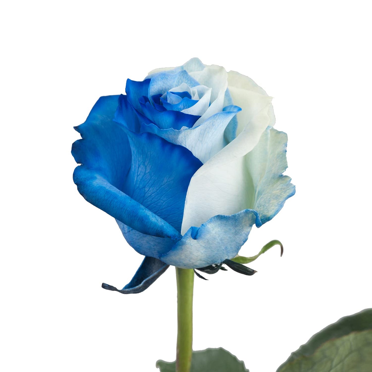 Blommingmore | Fresh Cut Natural Flowers | Tinted Blue and White Roses | 25 stems - 20in | Home, Office, Wedding Decor, DIY, Par