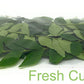 Rani Fresh Curry Leaves 2-3oz ~ All Natural | Vegan | Gluten Friendly | NON-GMO | Product of USA