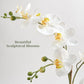 Cg Hunter Faux Orchid Plant W/Succulents, Premium Artificial Indoor Flower Display Stands 24    W/Beautiful Sculptural Blooms An