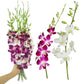 Sunne Tropical Orchidclub Usa Fresh Cut Flowers Dendrobium Orchids (10 Stems Purple & White)