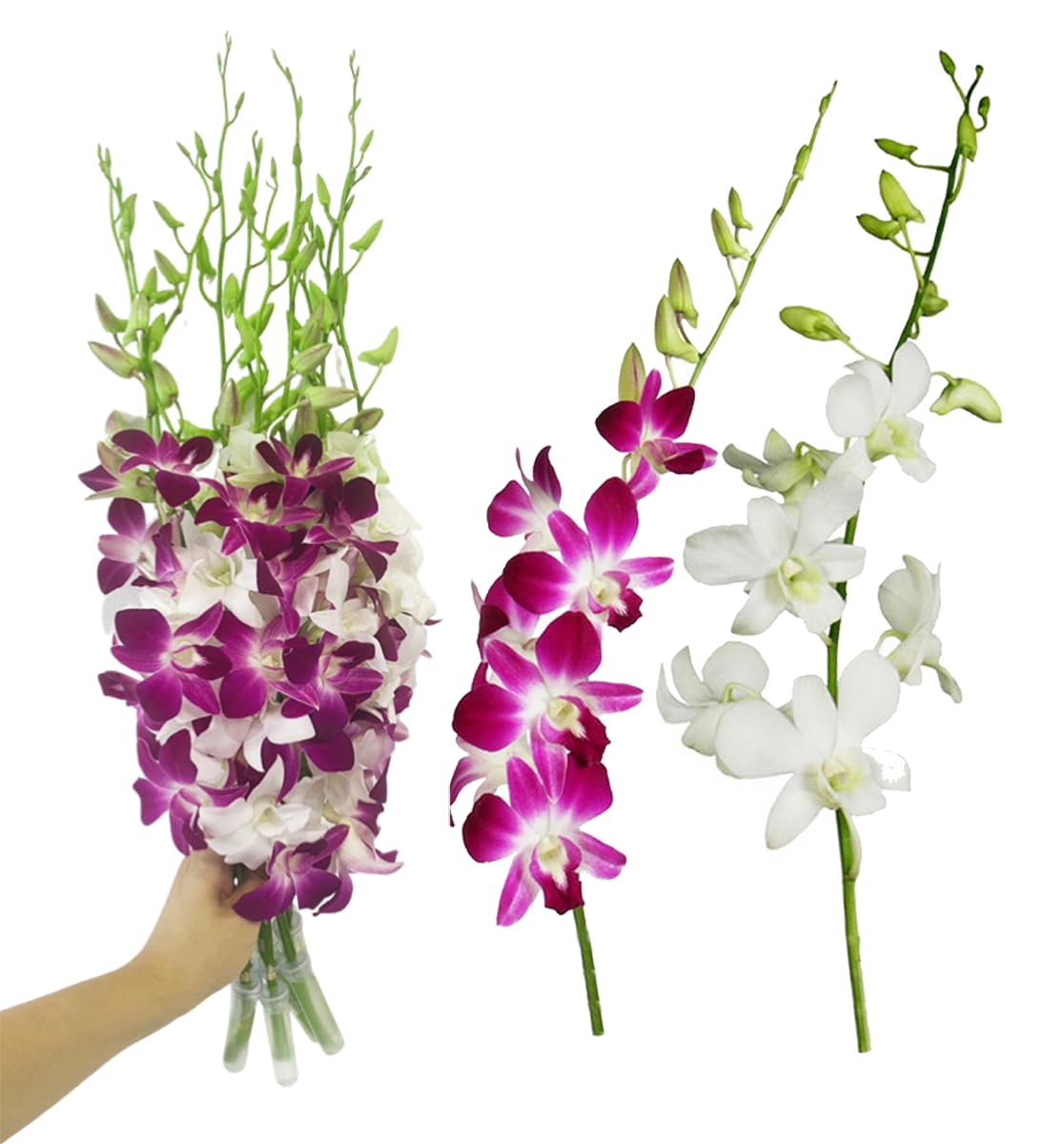 Sunne Tropical Orchidclub Usa Fresh Cut Flowers Dendrobium Orchids (10 Stems Purple & White)