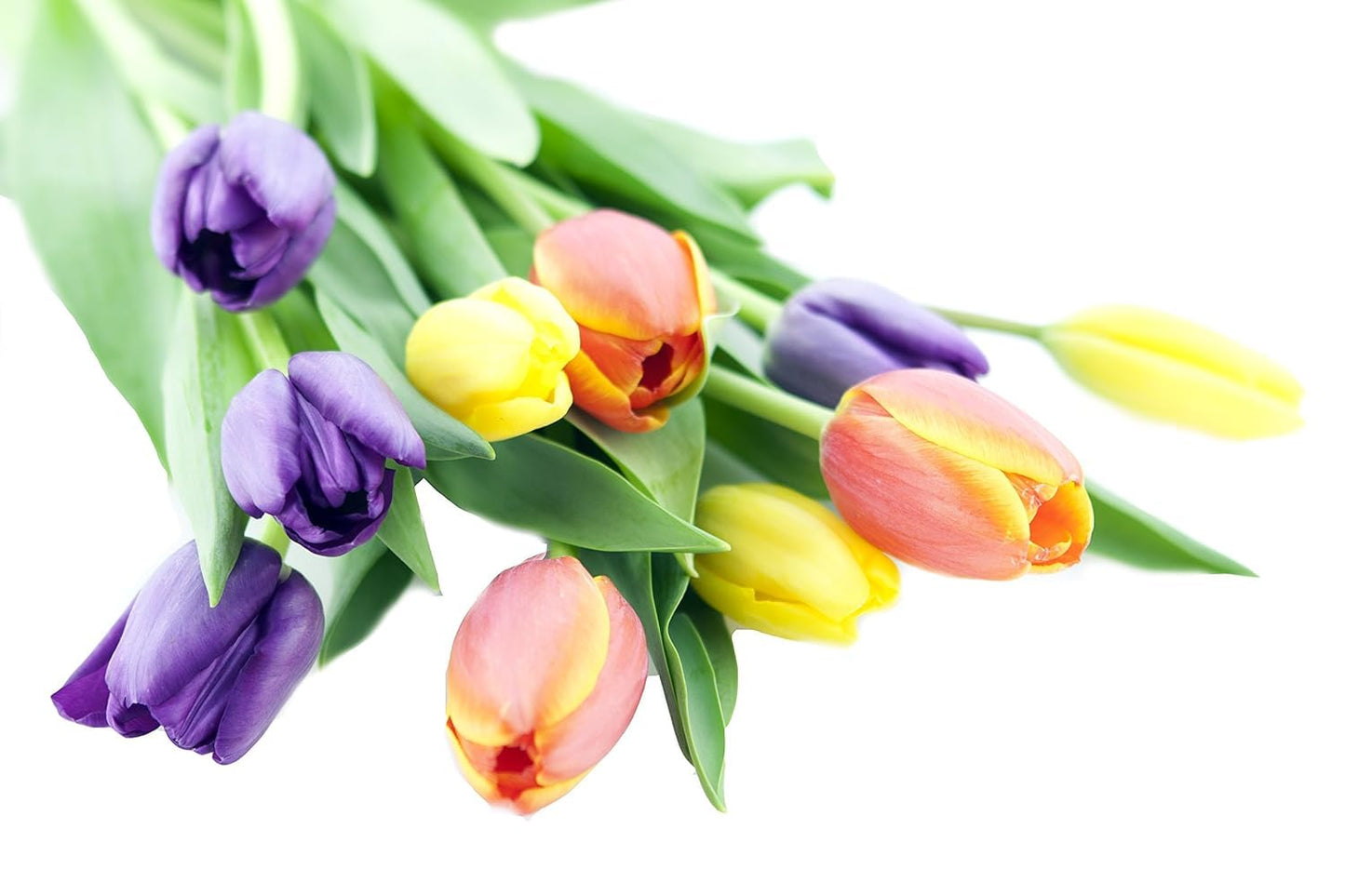 Kabloom Flowers -Valentine'S Day Collection - 10 Assorted Tulips Without Vase, Gift For Birthday, Sympathy, Anniversary, Get Wel