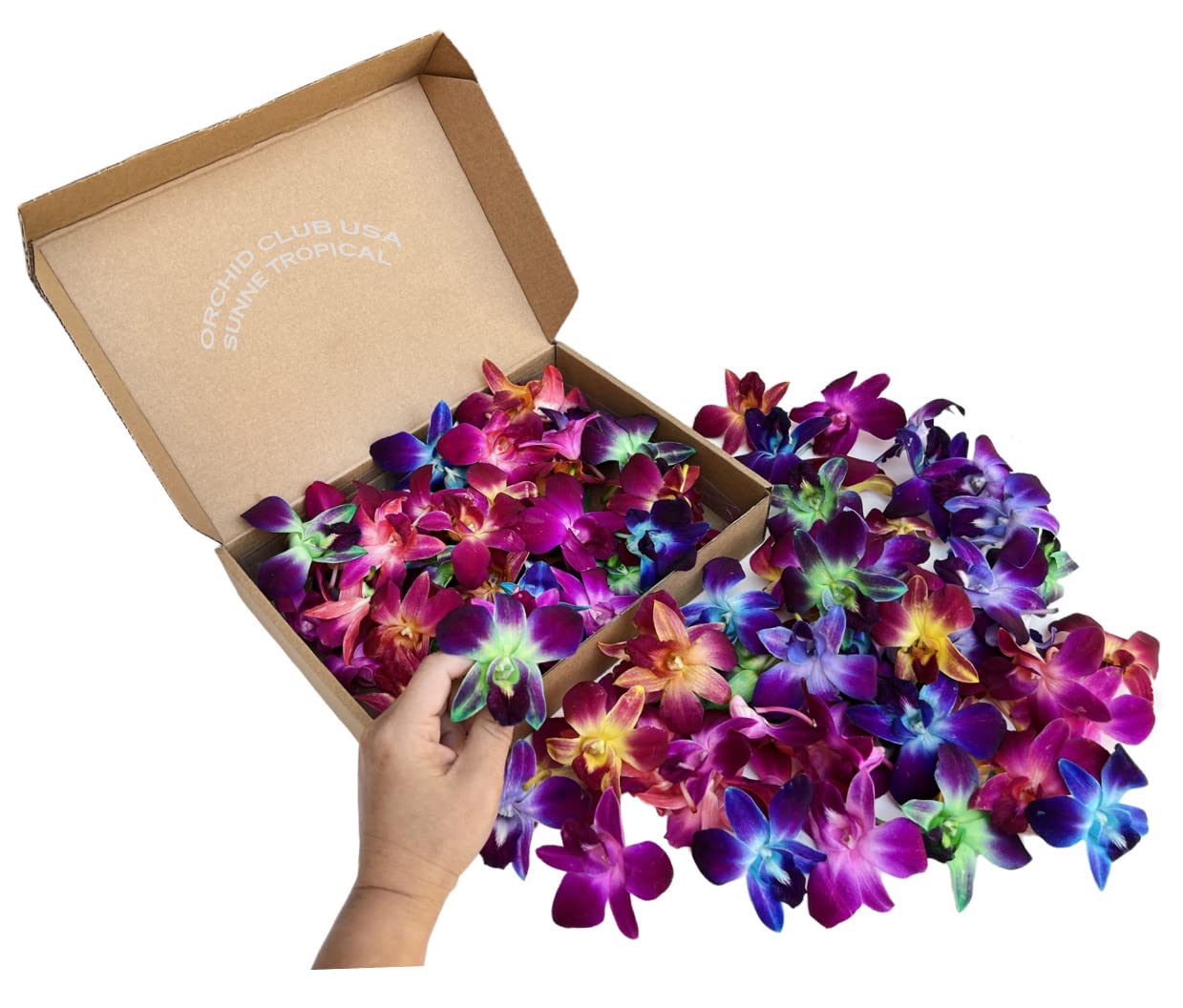 Sunne Tropical Fresh Orchid Loose Bloom - 100 RAINBOW, DIY Lei Decoration, Model: orchidclub-bloom