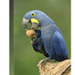 Hyacinth Macaw In Cerrado Habitat Eating Piassava Palm Nuts, Brazil-Canvas Art-12''X18''