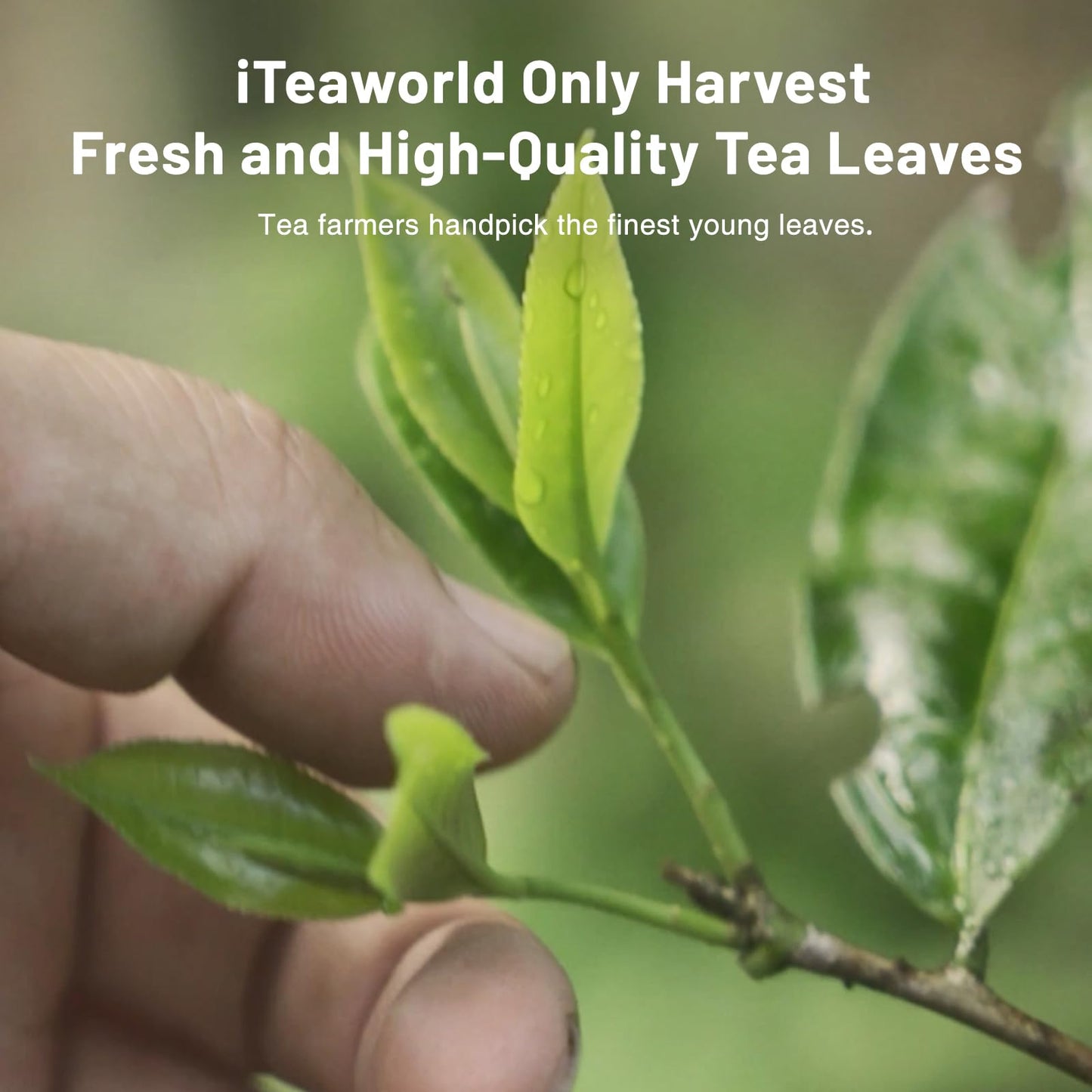 Iteaworld Oolong Tea,Black Tea And Green Tea Samplers (2.11 Ounce(Pack Of 1), 8 Flavors Classic Tea)