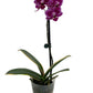 Chia E Yenlin Phalaenopsis 'Variegata' Orchid - Variegated Leaves - 3.5'' Pot