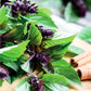 Unique Cinnamon Basil Mexican Spice 200+ Seeds For Planting Herb Garden