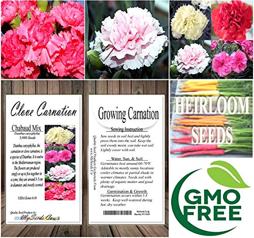 Myseedsco Big Pack - Clove Carnation Seed (5,000 Seeds) - Dianthus Caryophyllus Chabaud Mix - Edible Flower Seeds (Big Pack - Cl