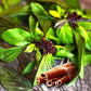Unique Cinnamon Basil Mexican Spice 200+ Seeds for Planting Herb Garden