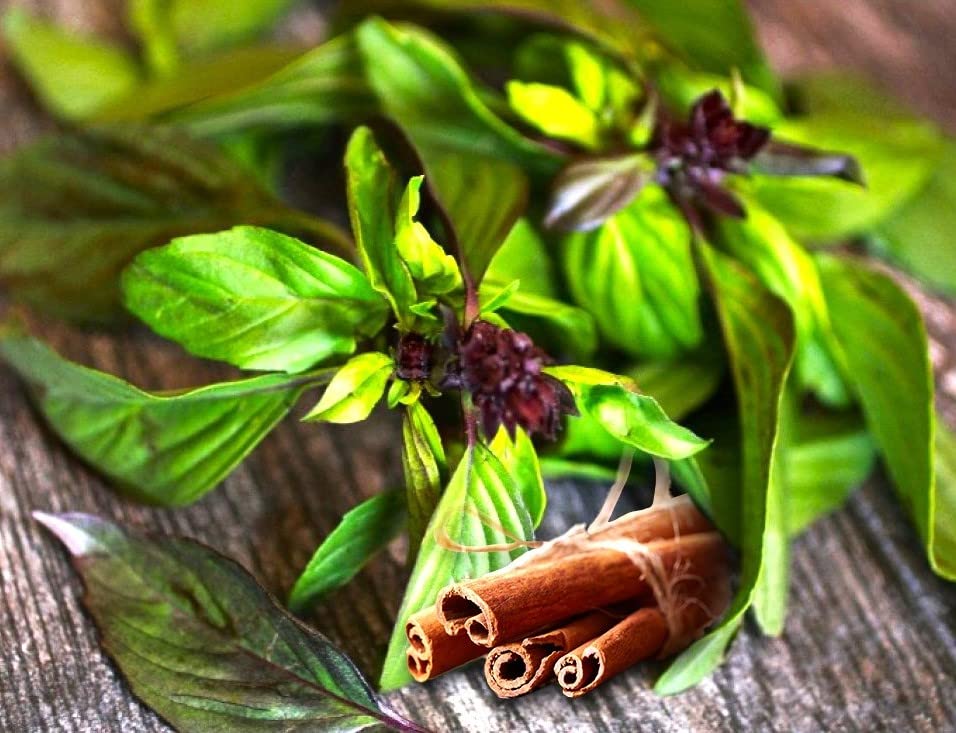 Unique Cinnamon Basil Mexican Spice 200+ Seeds for Planting Herb Garden
